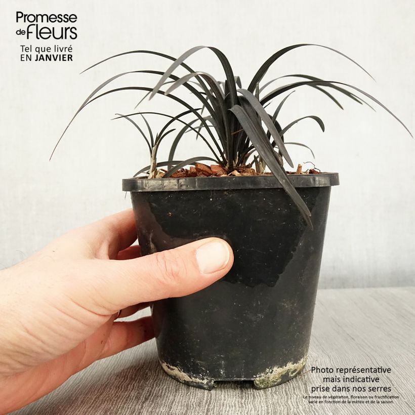 Exemplar von Ophiopogon planiscapus Black Dragon - Schlangenbart wie im Winter geliefert