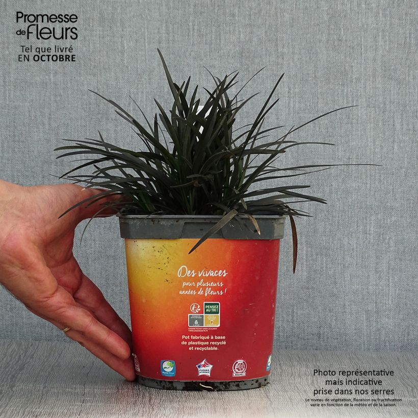 Exemplar von Ophiopogon planiscapus Nigrescens - Pot de 2L/3L wie im Herbst geliefert