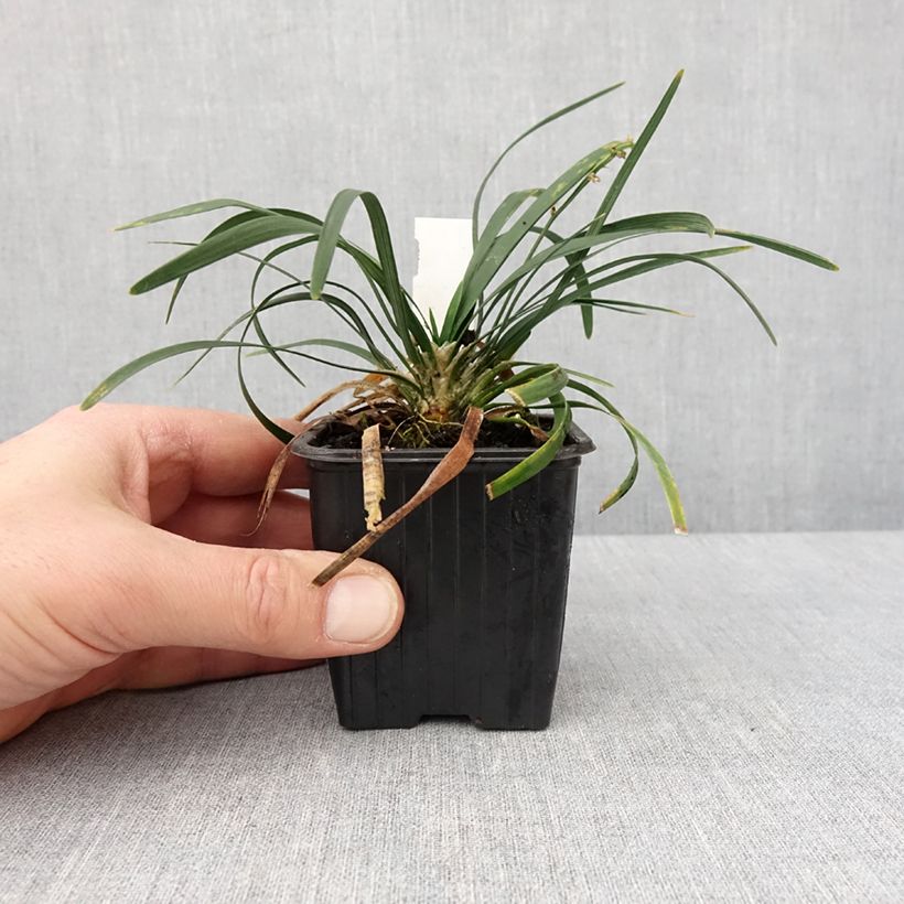 Exemplar von Ophiopogon planiscapus Olivaceus - Schlangenbart Kleine Töpfe von 8/9 cm wie im Winter geliefert