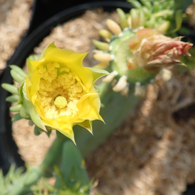 Opuntia cacanapa Ellisiana - Feigenkaktus (Blüte)