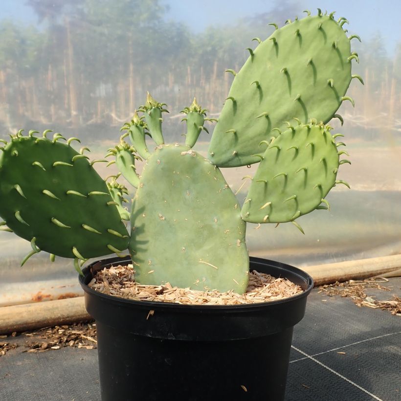 Opuntia cacanapa Ellisiana - Feigenkaktus (Hafen)