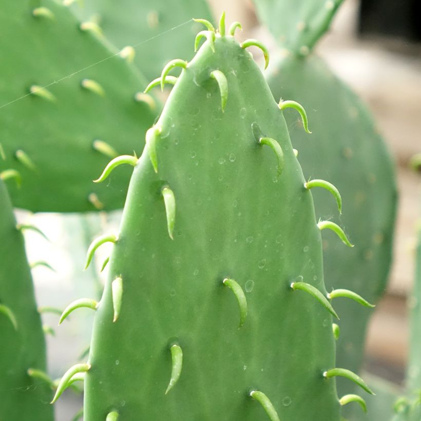 Opuntia cacanapa Ellisiana - Feigenkaktus (Laub)