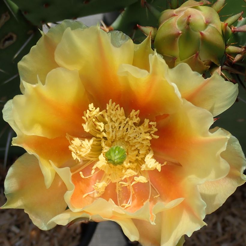 Opuntia dulcis - Feigenkaktus (Blüte)