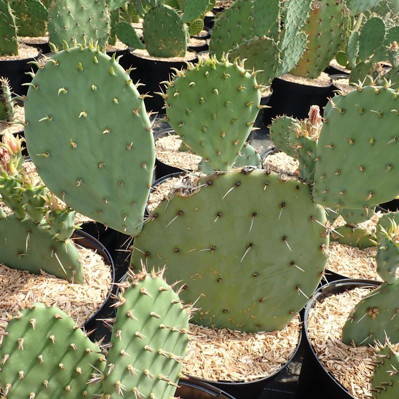 Opuntia engelmannii Belen - Feigenkaktus (Hafen)