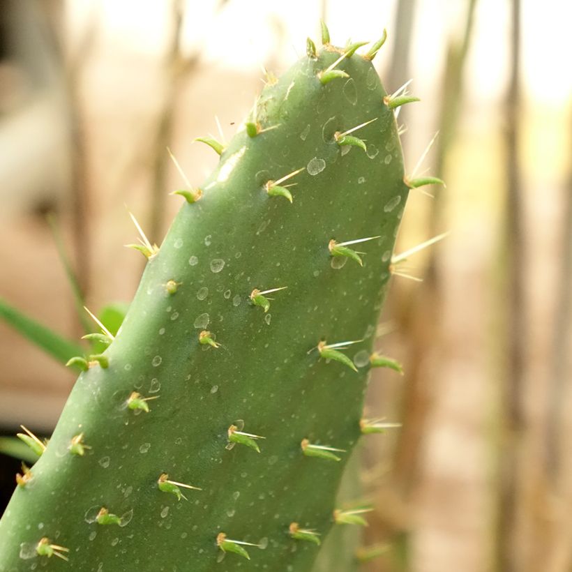 Opuntia engelmannii var.indheimeri - Feigenkaktus (Laub)