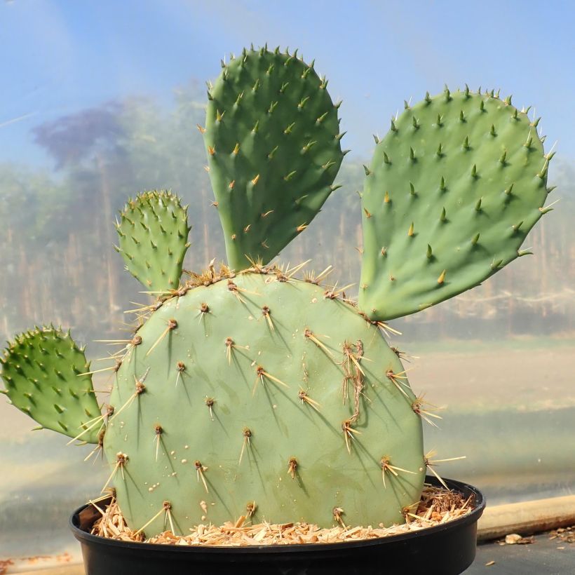 Opuntia engelmannii var. rastrera - Feigenkaktus (Hafen)