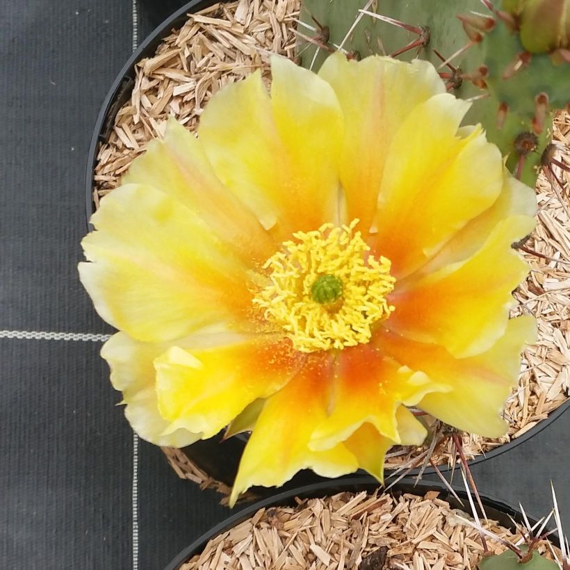 Opuntia engelmannii var. rastrera - Feigenkaktus (Blüte)