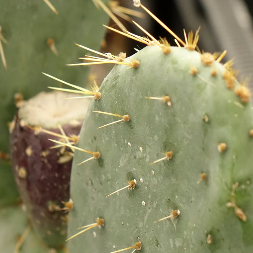 Opuntia engelmannii var. rastrera - Feigenkaktus (Laub)