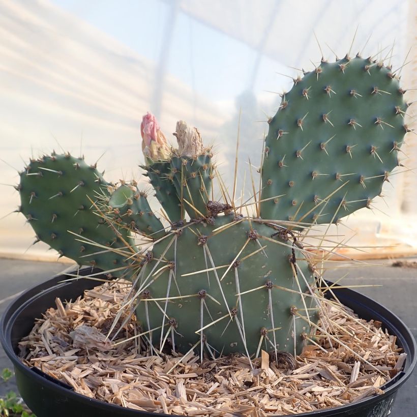 Opuntia howeyi - Feigenkaktus (Hafen)