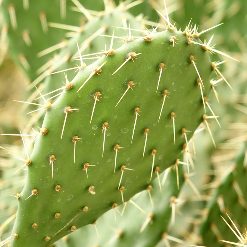 Opuntia howeyi - Feigenkaktus (Laub)