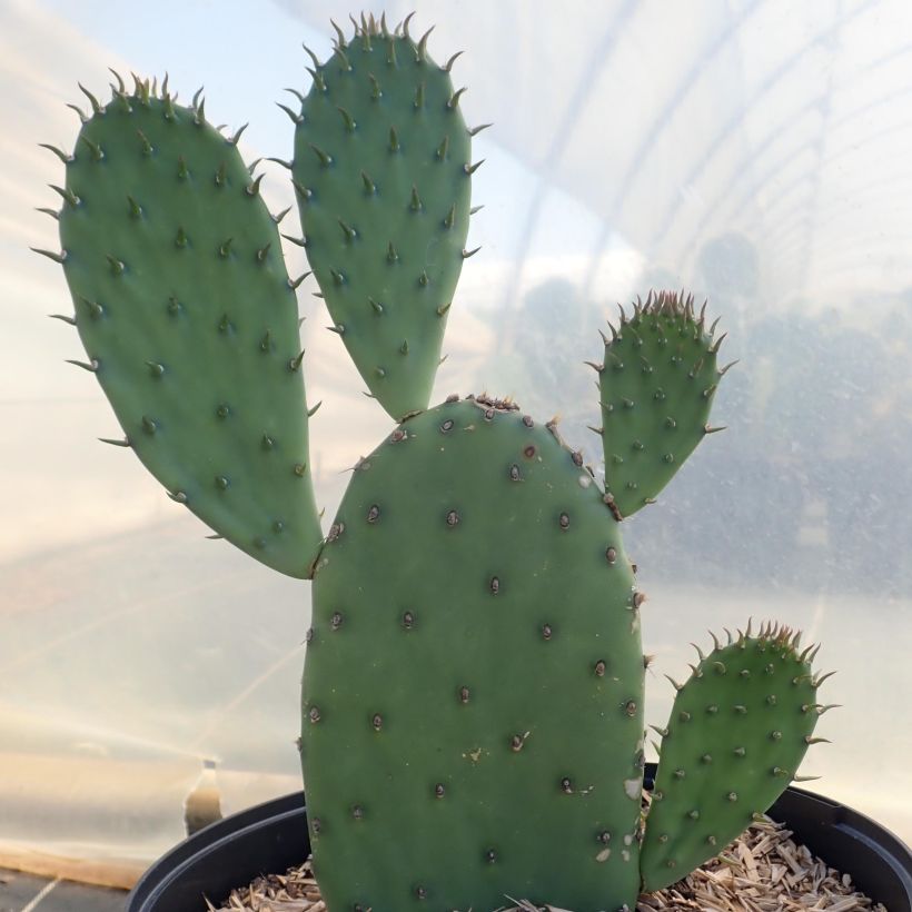 Opuntia laevis - Feigenkaktus (Hafen)