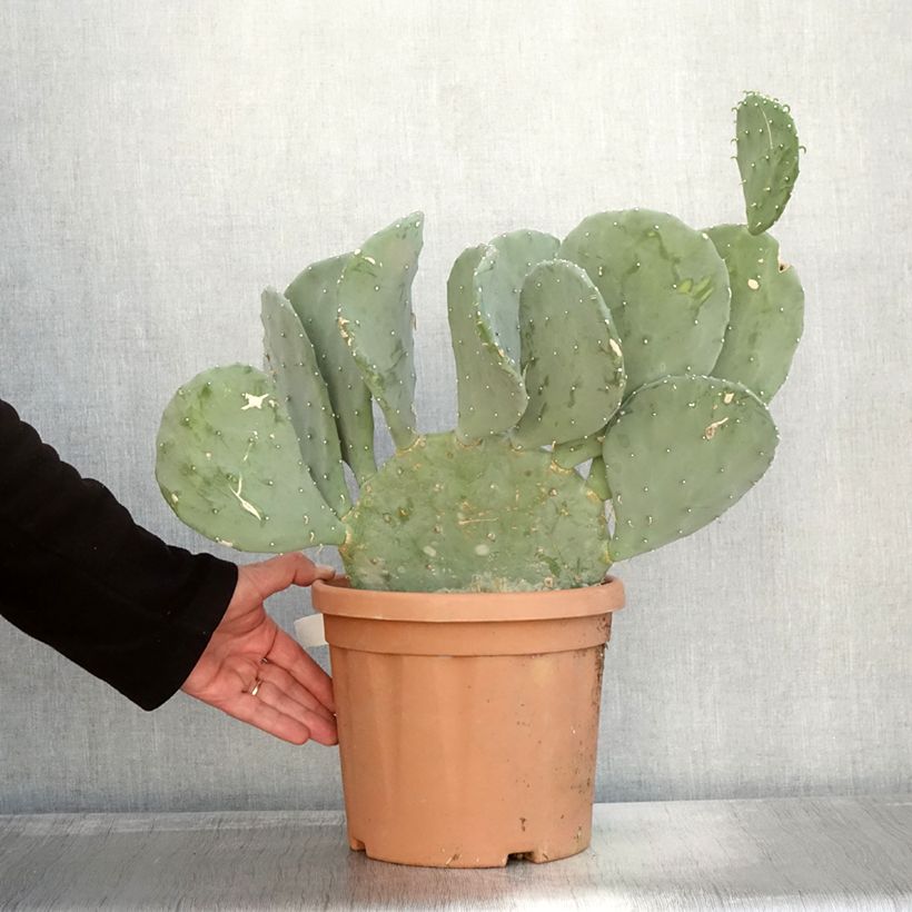 Exemplar von Opuntia laevis - Cactus raquette Pot de 5L wie im Herbst geliefert