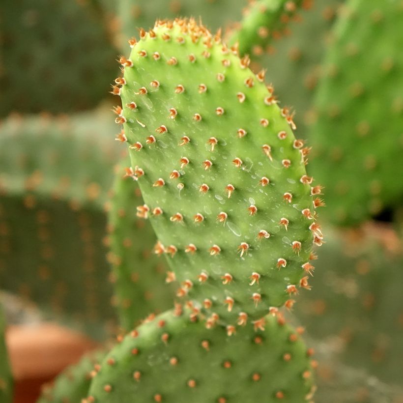 Opuntia lubrica - Feigenkaktus (Laub)