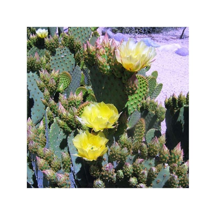 Opuntia lubrica - Feigenkaktus (Blüte)