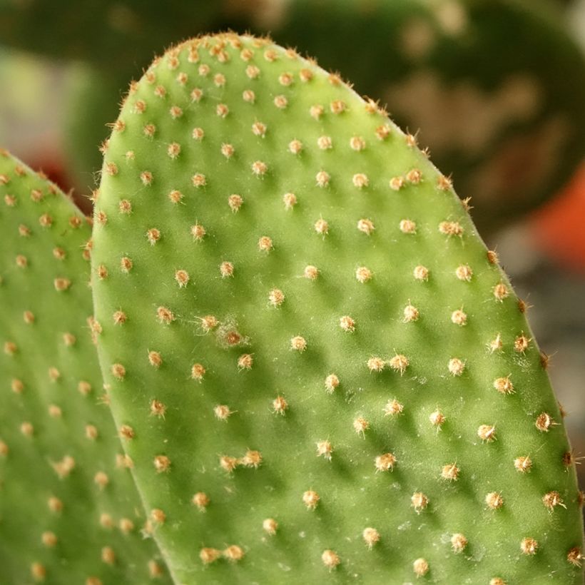 Opuntia microdasys Caress - Feigenkaktus (Laub)