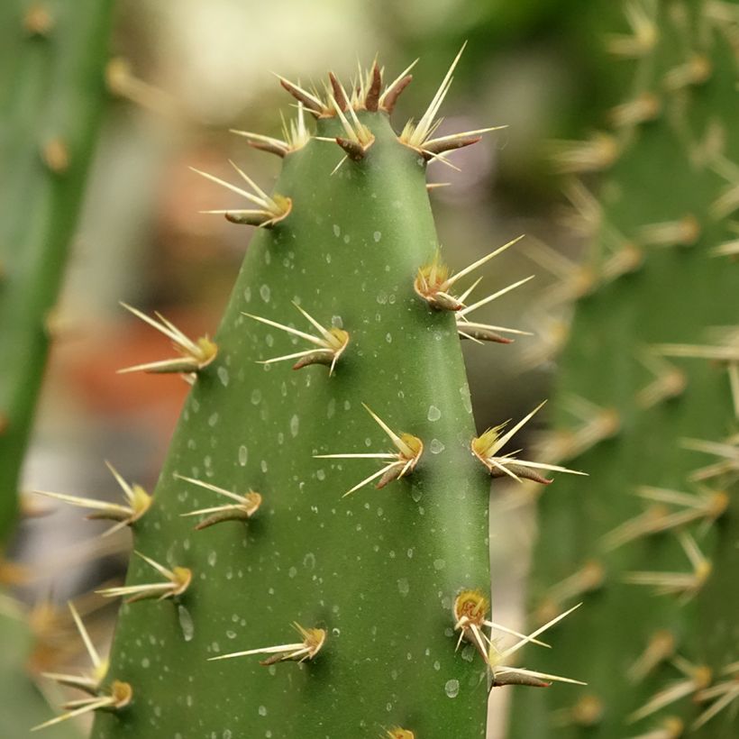 Opuntia semispinosa - Feigenkaktus (Laub)