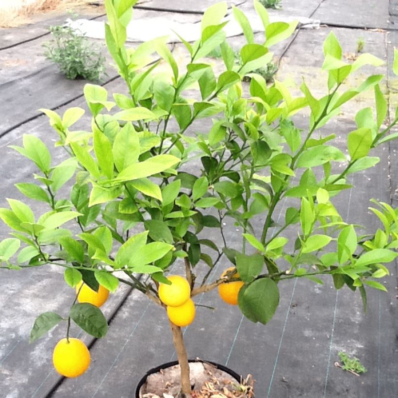 Orange Oranger - Citrus sinensis (Hafen)