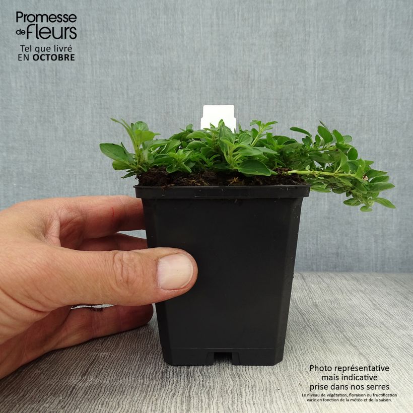 Exemplar von Origan - Origanum vulgare Compactum Godet de 9cm wie im Herbst geliefert