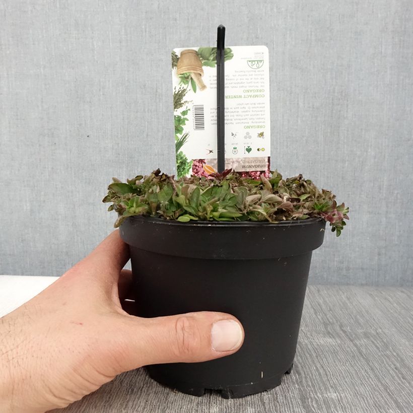 Exemplar von Origan - Origanum vulgare Compactum pot de 1.5L/2L wie im Frühjahr geliefert