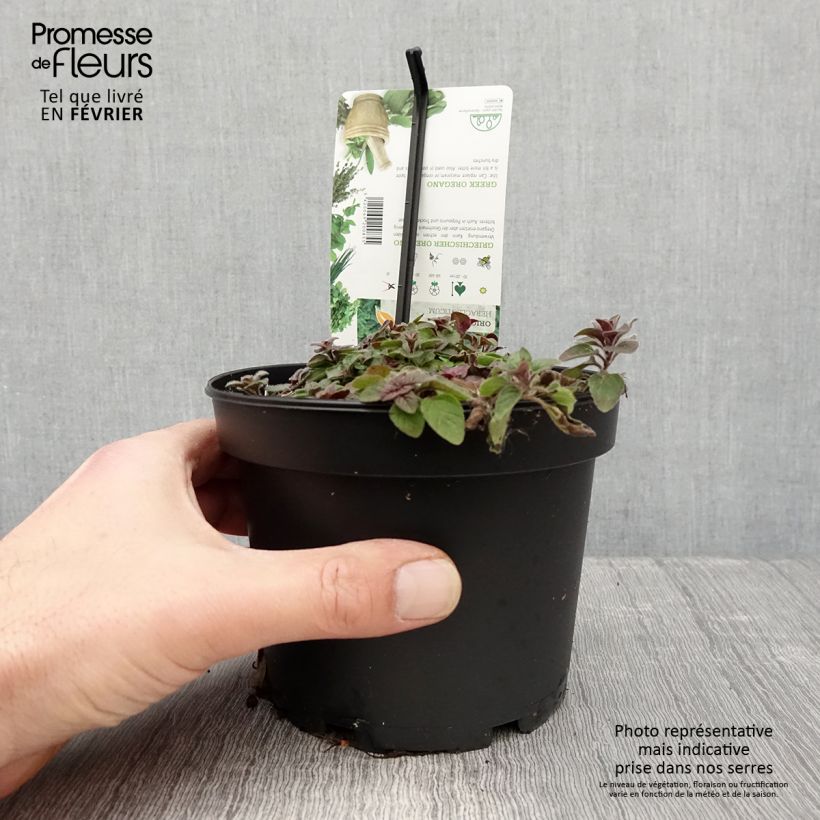 Exemplar von Origan vert ou grec - Origanum heracleoticum (vulgare subsp. hirtum) Pot de 1,5L/2L wie im Winter geliefert