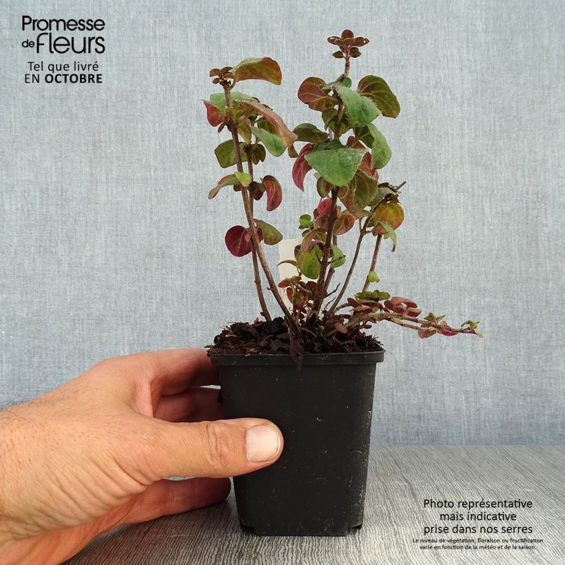 Exemplar von Origanum hybride Rosenkuppel, Origan, Marjolaine Godet de 9cm wie im Herbst geliefert