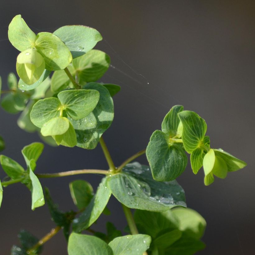 Rundblättriger Dost Kent Beauty - Origanum rotundifolium (Laub)