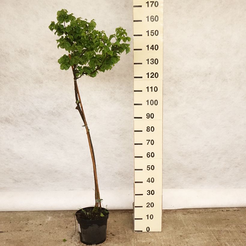 Exemplar von Berg-Ulme Nana - Ulmus glabra Topf mit 7,5L/10LGelieferte Höhe ca. 100/120cm wie im Frühjahr geliefert