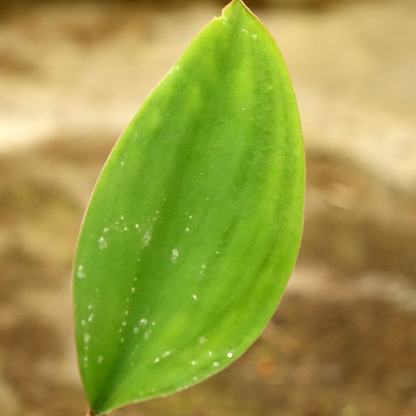 Orontium aquaticum - Goldkeule (Laub)