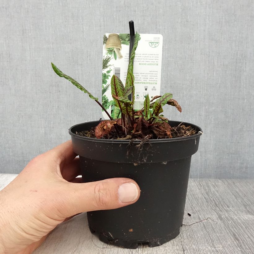 Exemplar von Oseille sanguine - Rumex sanguineus pot de 1.5L/2L wie im Frühjahr geliefert