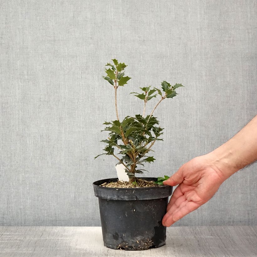 Exemplar von Stachelblättrige Duftblüte - Osmanthus heterophyllus Topf mit 3L/4LGelieferte Höhe ca. 20/30cm wie im Frühjahr geliefert