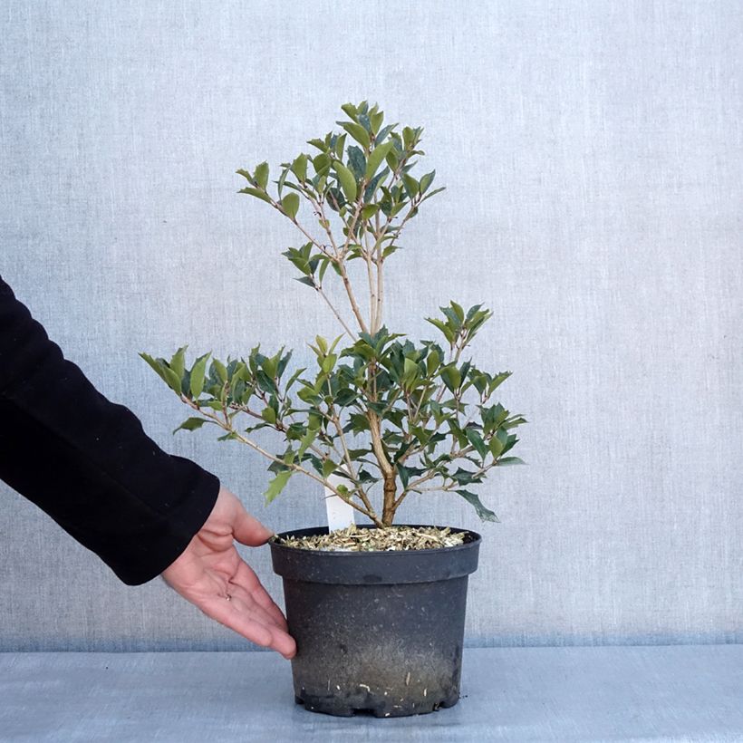 Exemplar von Stachelblättrige Duftblüte Purpureus - Osmanthus heterophyllus Topf mit 3L/4LGelieferte Höhe ca. 20/40cm wie im Winter geliefert