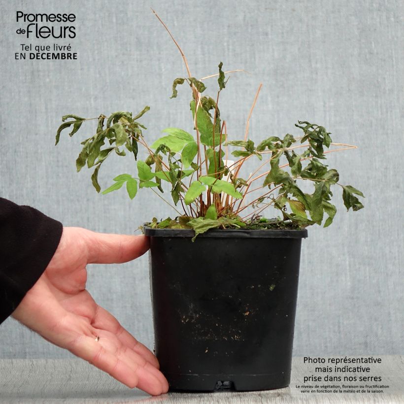 Exemplar von Osmunda regalis Purpurascens - Osmonde royale, fougère Pot de 2L wie im Winter geliefert