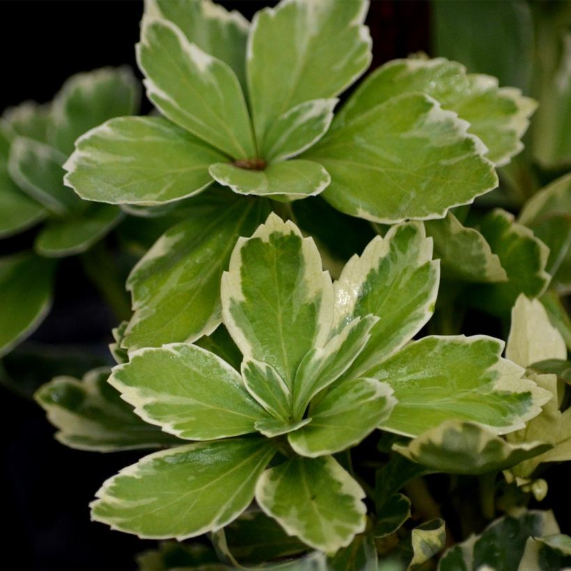 Pachysandra terminalis Variegata - Japanischer Ysander (Laub)