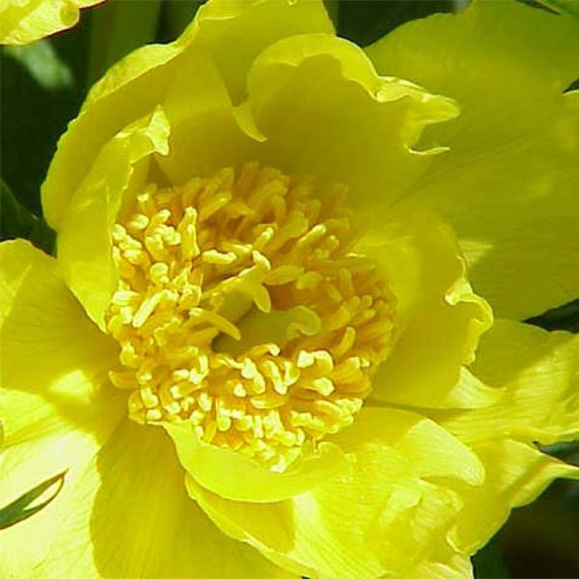 Paeonia delavayi var. lutea (Blüte)