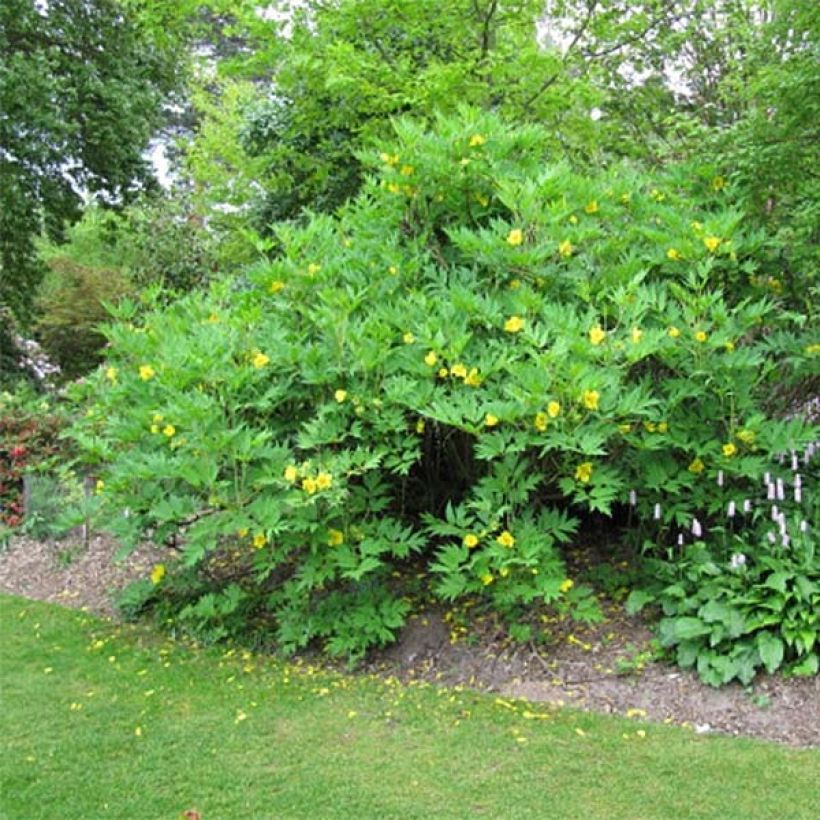 Paeonia delavayi var. lutea (Hafen)