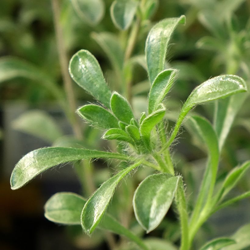 Pallenis maritima Aurelia Gold - Küstenstrandstern (Laub)