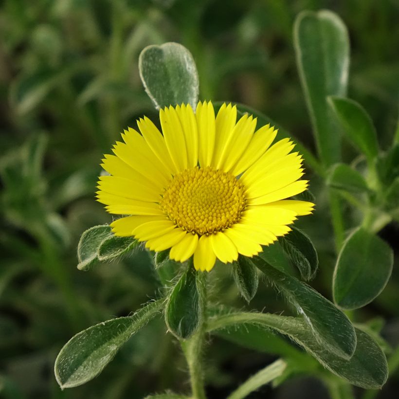 Pallenis maritima Aurelia Gold - Küstenstrandstern (Blüte)