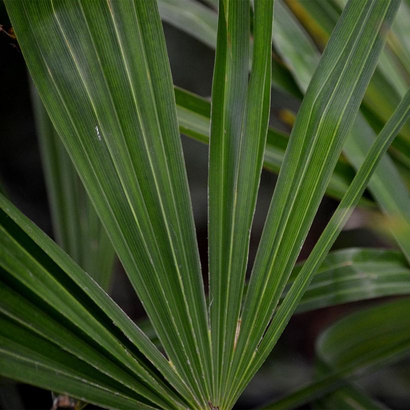 Trachycarpus fortunei - Fächerpalme (Laub)