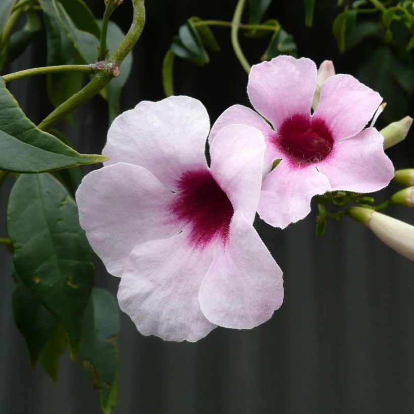 Pandorea jasminoïdes Rosea - Pandoree (Blüte)