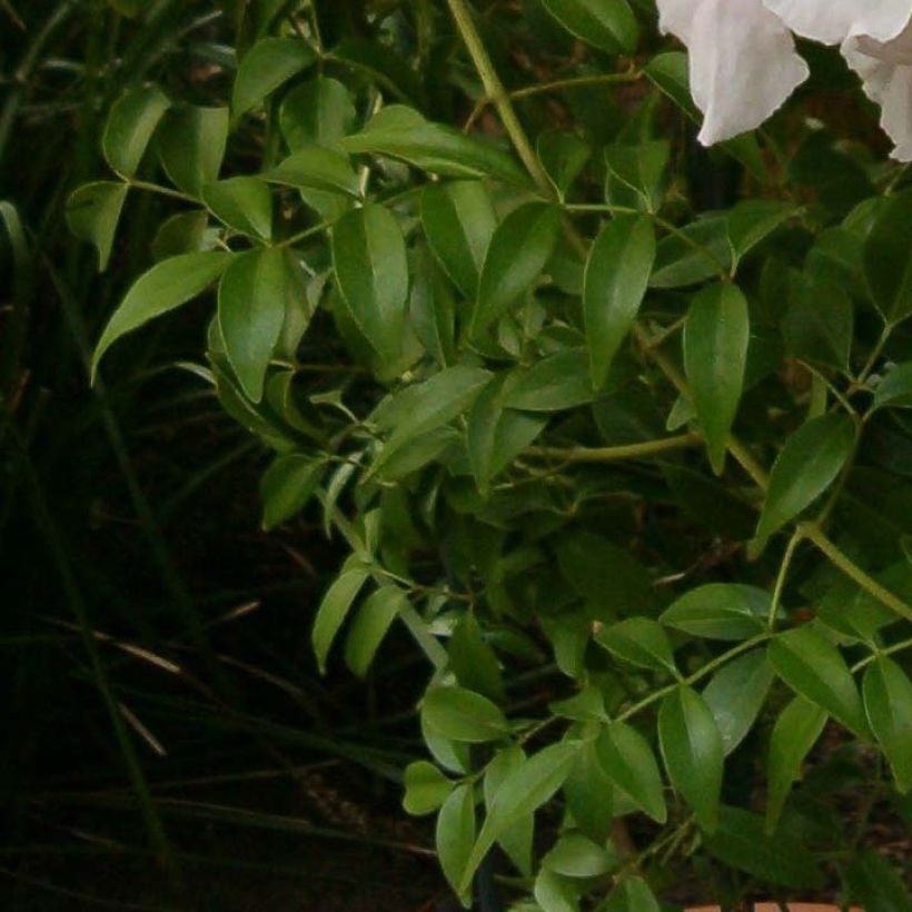 Pandorea jasminoïdes Alba - Pandoree (Laub)