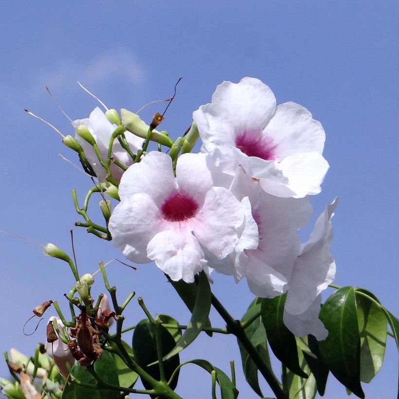 Pandorea jasminoïdes Alba - Pandoree (Blüte)