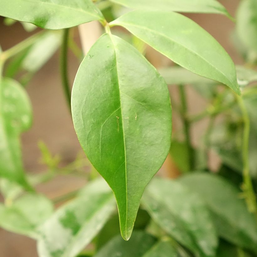 Pandorea jasminoïdes Rosea - Pandoree (Laub)