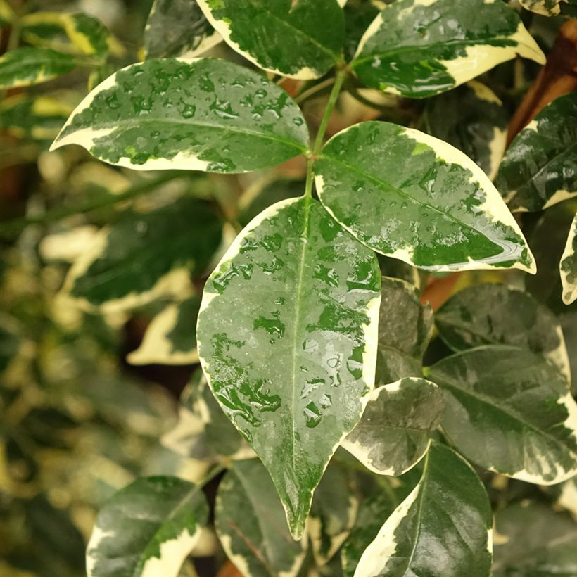 Pandorea jasminoïdes Variegata - Pandoree (Laub)