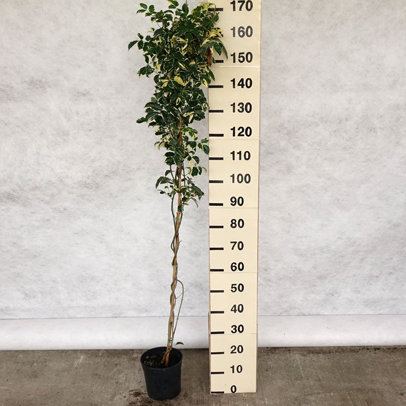 Exemplar von Pandorea jasminoïdes Variegata - Pandoree Topf mit 3L/4LGelieferte Höhe ca. 160/200cm wie im Frühjahr geliefert