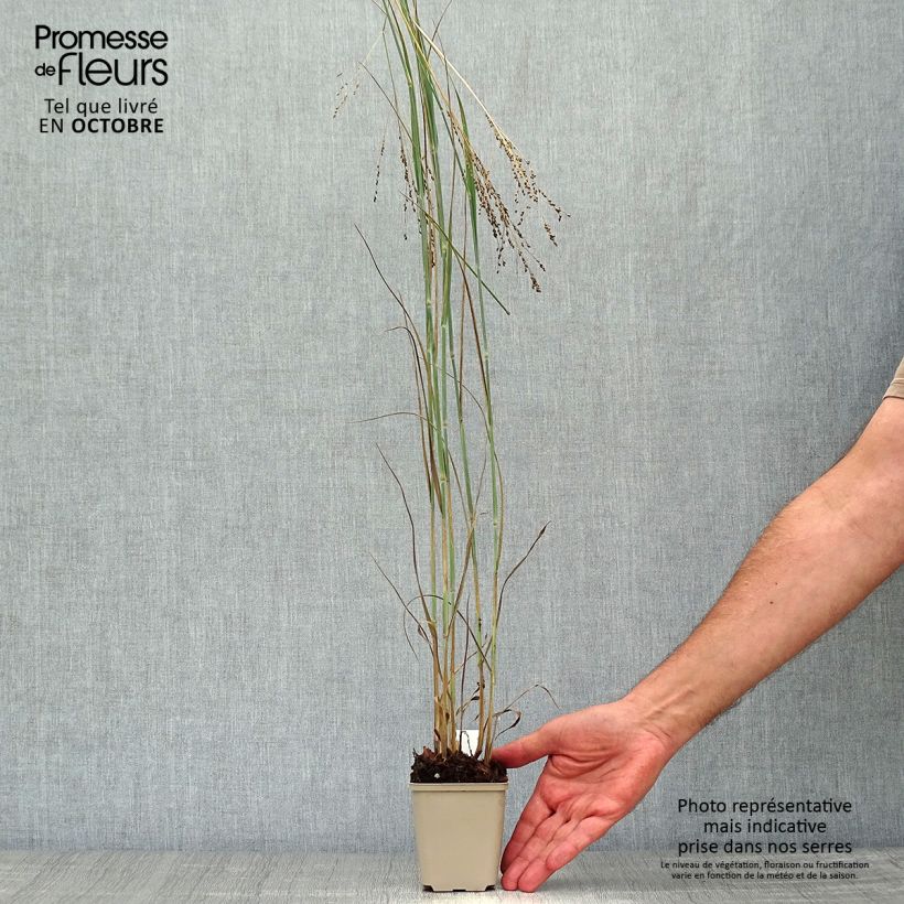 Exemplar von Panic érigé - Panicum virgatum Blue Darkness Godet de 9cm wie im Herbst geliefert