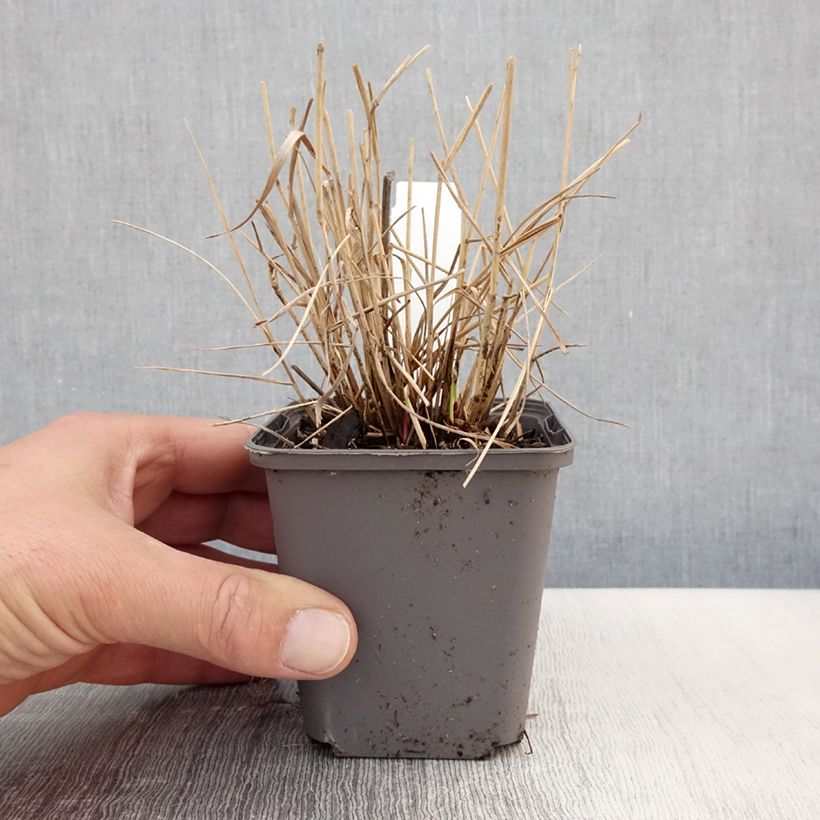 Exemplar von Panicum virgatum Cheyenne Sky - Ruten-Hirse Kleine Töpfe von 8/9 cm wie im Frühjahr geliefert