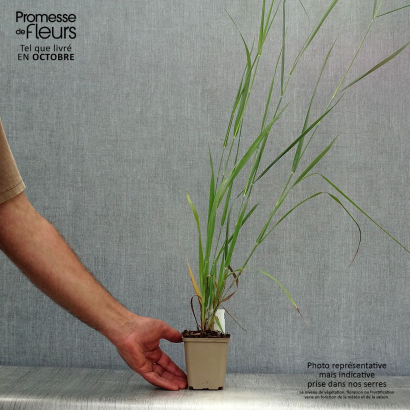 Exemplar von Panic érigé - Panicum virgatum Dallas Blues en godet de 9 cm wie im Herbst geliefert