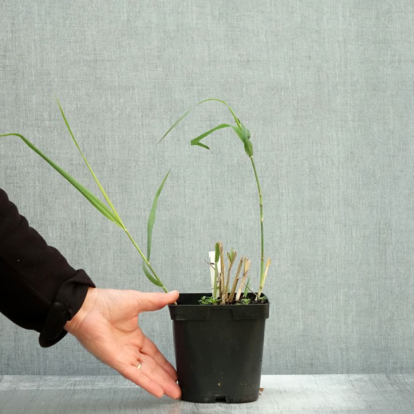 Exemplar von Panic érigé - Panicum virgatum Dallas Blues en pot de 2/3 litres wie im Herbst geliefert