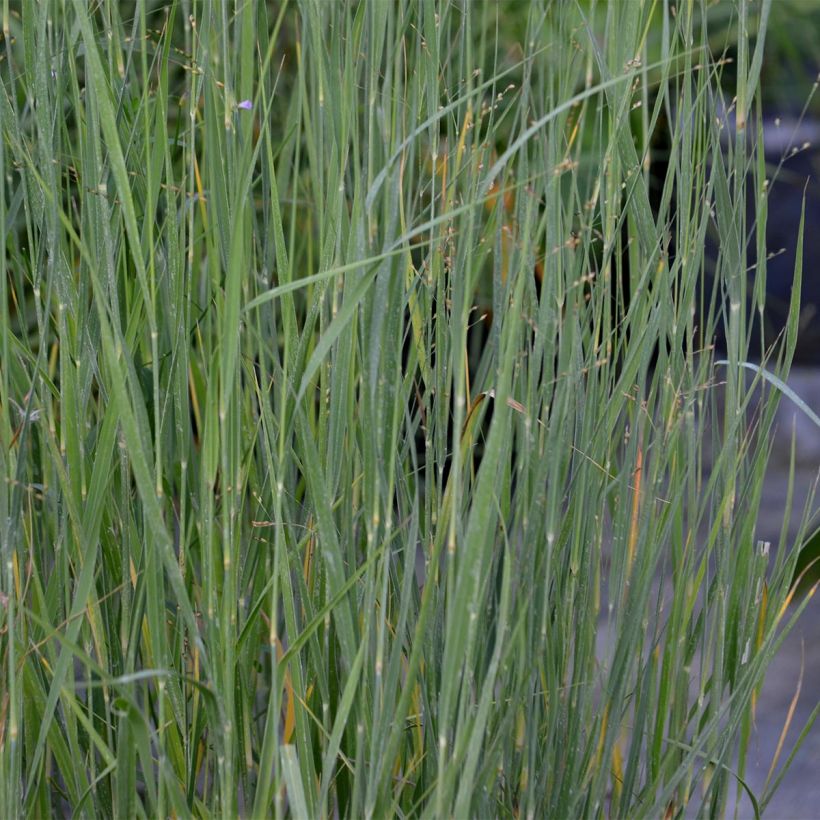 Panicum virgatum Heavy Metal - Ruten-Hirse (Laub)