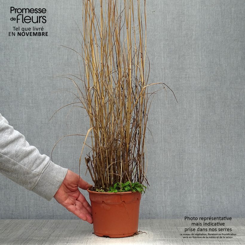 Exemplar von Panic érigé - Panicum virgatum Heavy Métal pot de 2L wie im Herbst geliefert